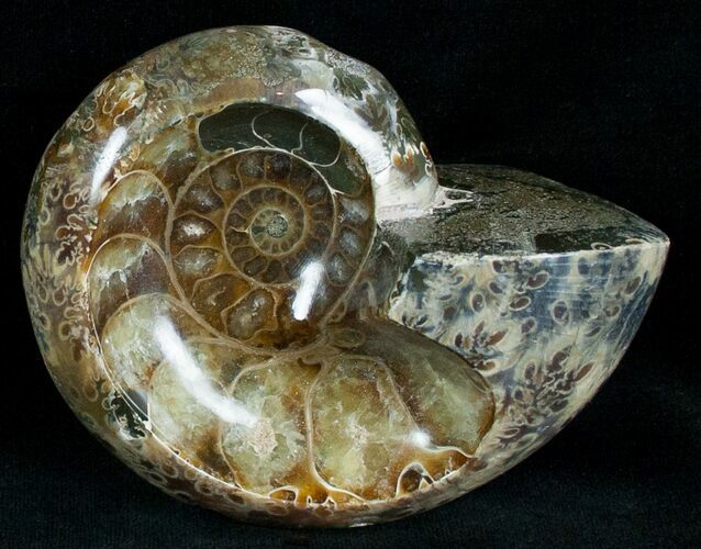 Wide Polished Ammonite Dish - Thick #7024